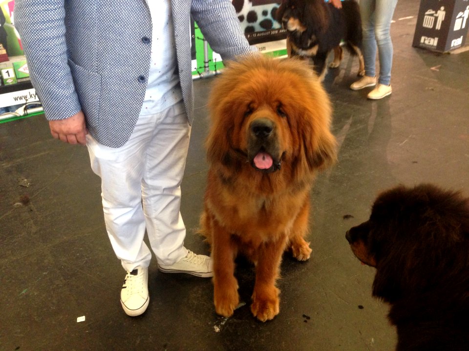 World Dog Show, Amsterdam, 2018 - 27