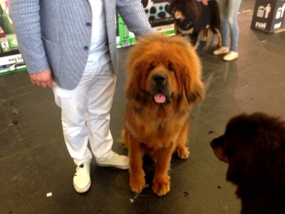 World Dog Show, Amsterdam, 2018 - 27