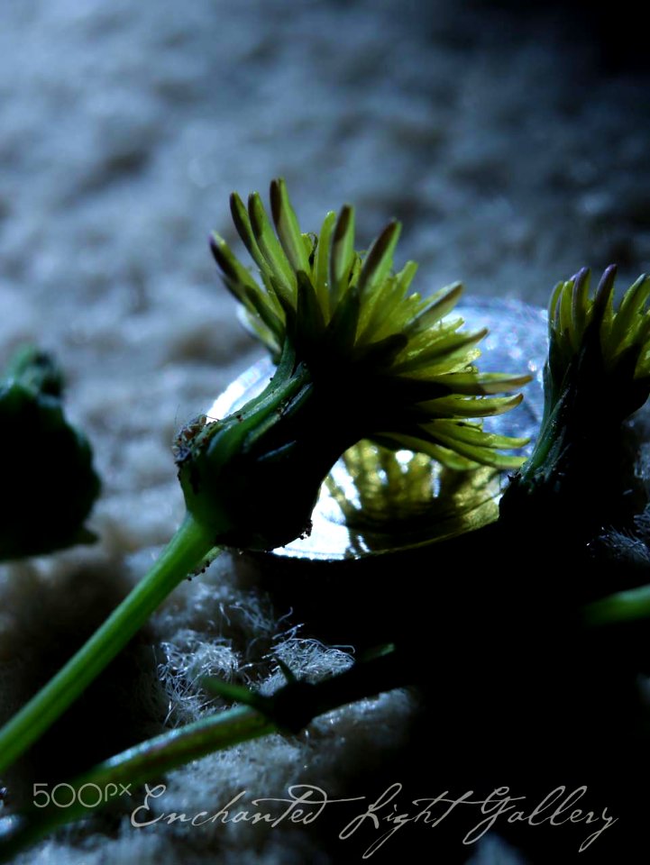 Worthles Little Life (177106913)