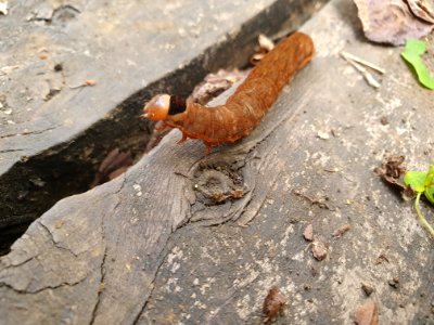 Worm in Tokyo 2