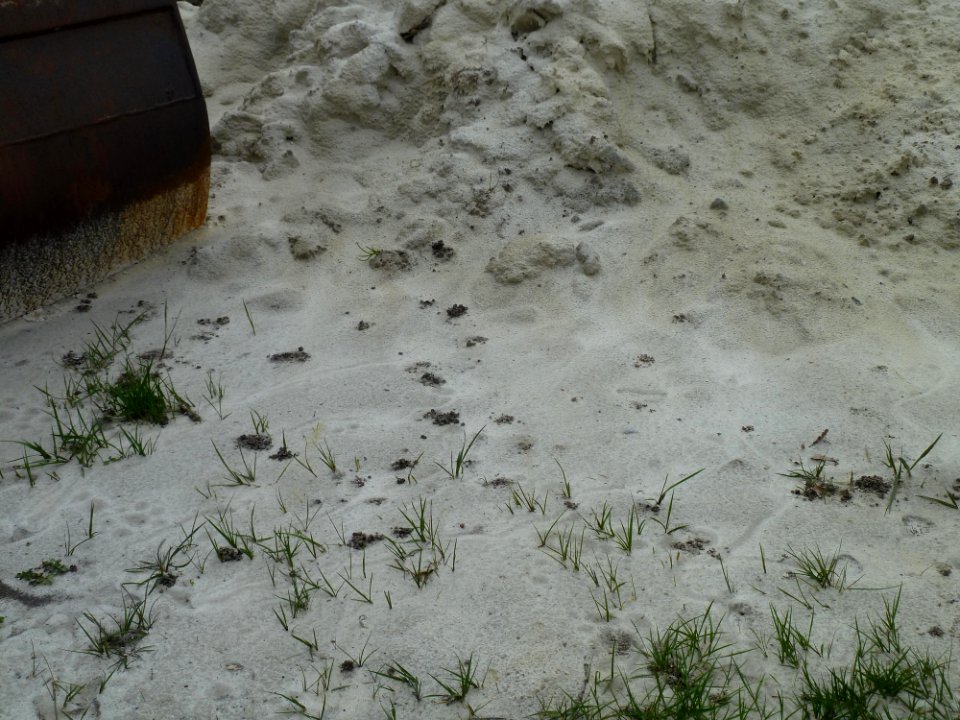 Worm-heaps-in-sand
