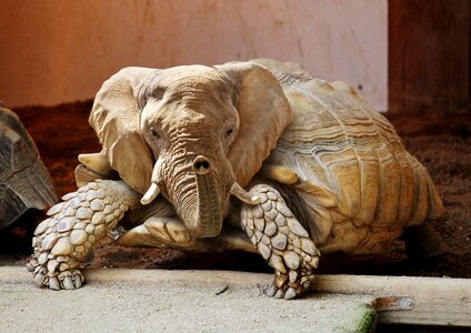 Nature panzer greek tortoise