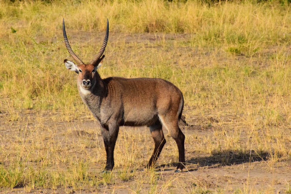 Africa male savannah