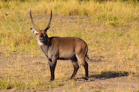 Africa male savannah