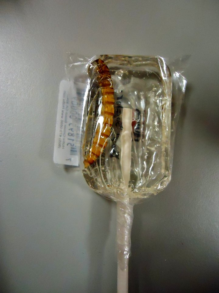 Worm inside a clear gel lollipop for sale