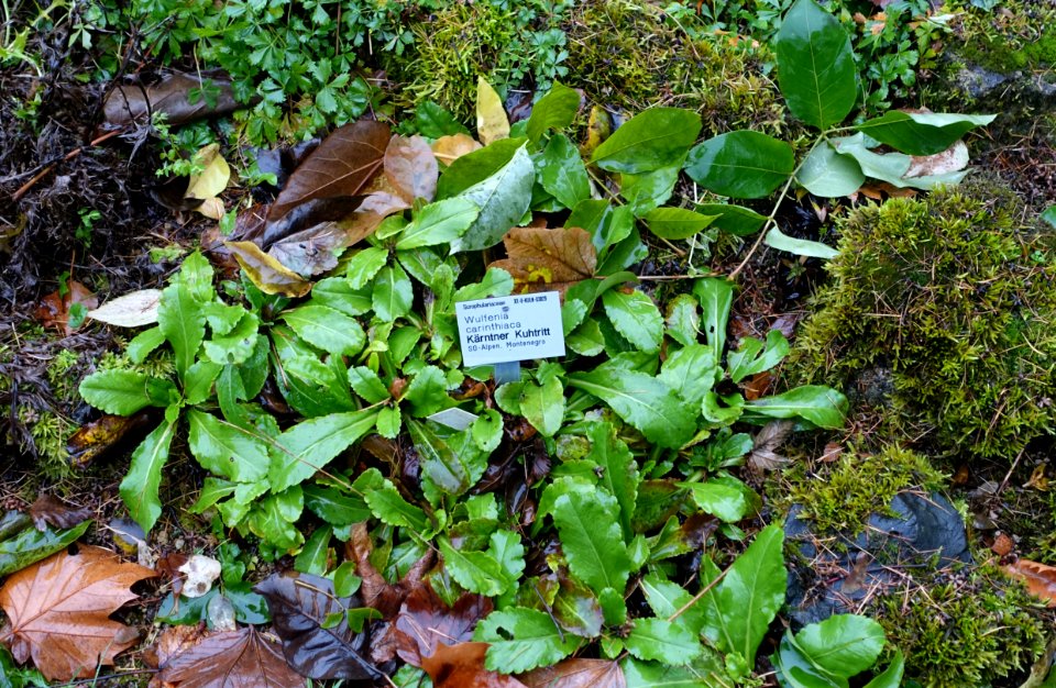 Wulfenia carinthiaca - Flora park - Cologne, Germany - DSC00808