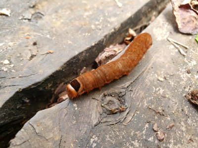 Worm in Tokyo