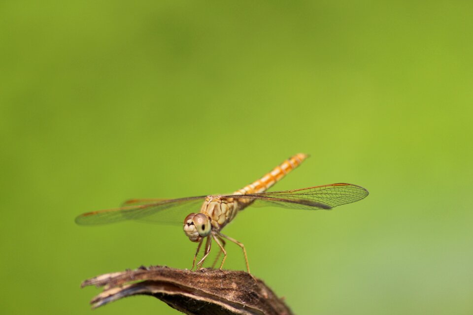 Animal insect green