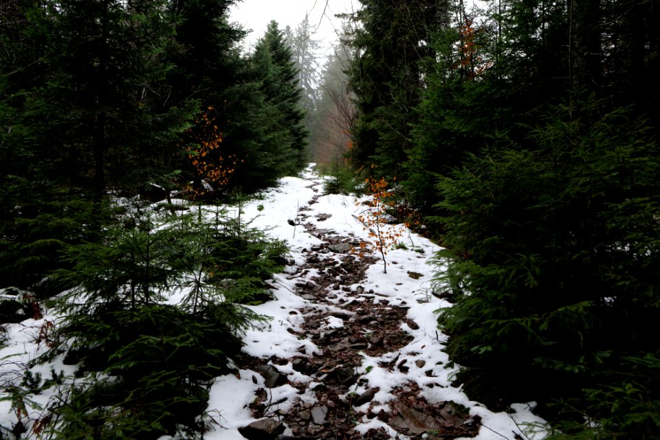 Wurzelweg Forbach 2020-03-10 15