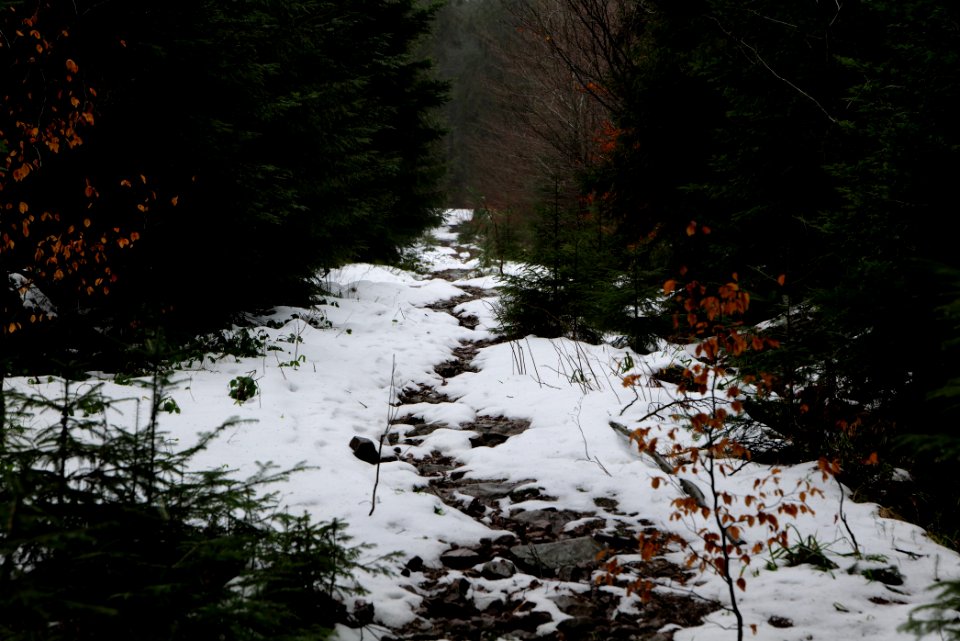 Wurzelweg Forbach 2020-03-10 16