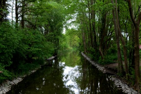 Wustrauer Rhin 2020-05-15 04