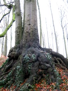 Wurzeln einer Buche am Burgberg in Rönneburg
