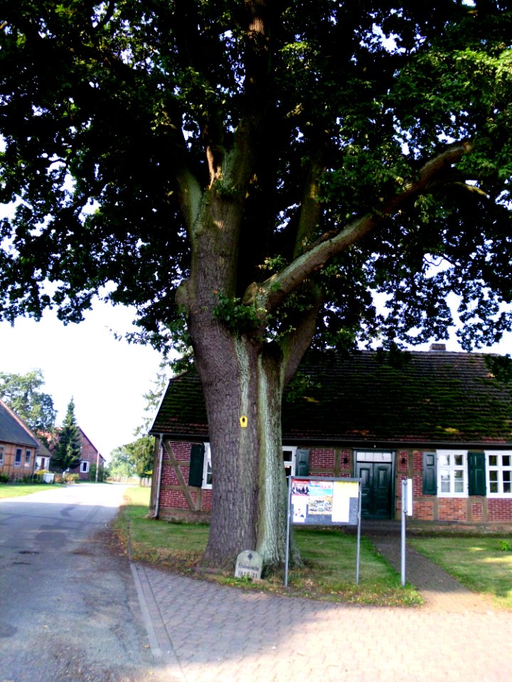 Wustrow Friedenseiche