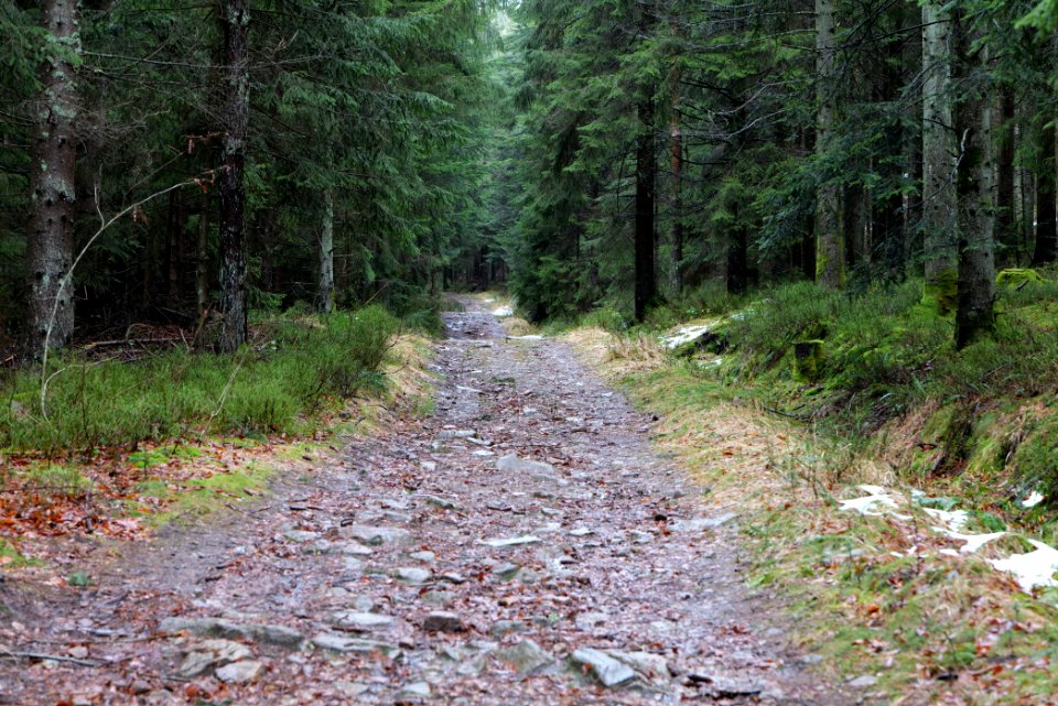 Wurzelweg Forbach 2020-03-10 05