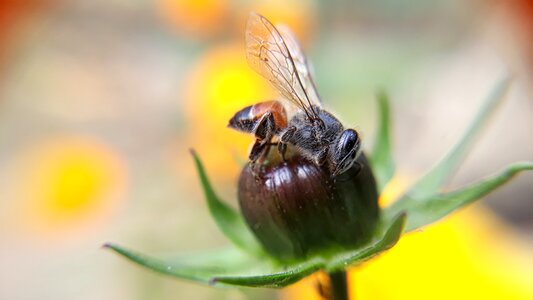 Outdoors little bee