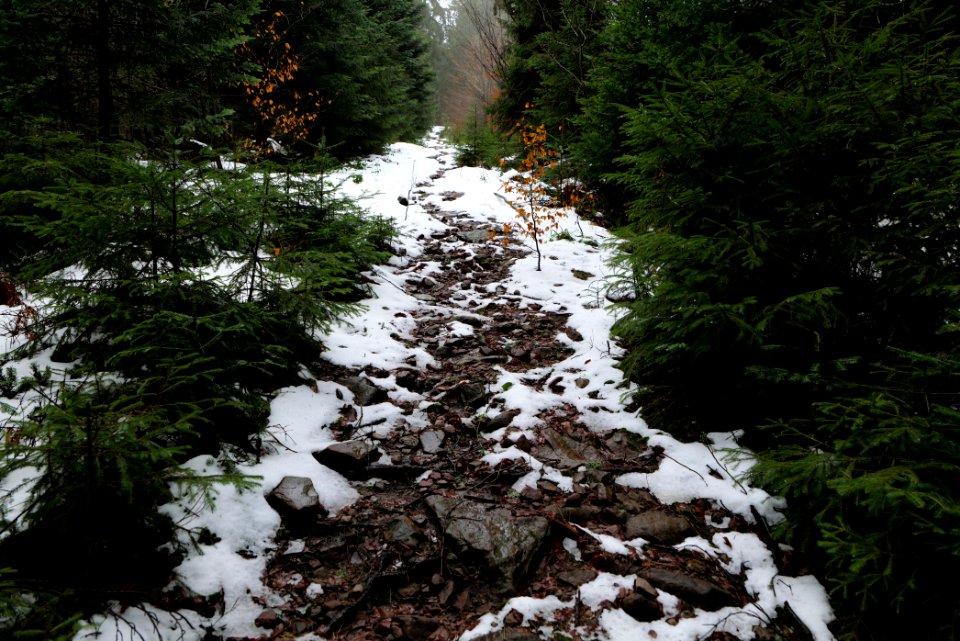 Wurzelweg Forbach 2020-03-10 14