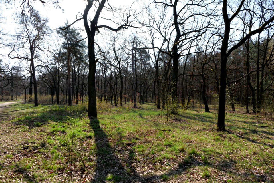 Wuhlheide forest Berlin 2021-04-20 09