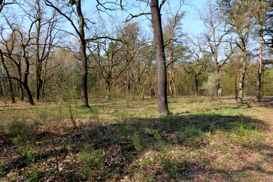 Wuhlheide forest Berlin 2021-04-20 12