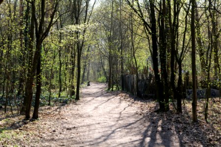 Wuhlheide forest Berlin 2021-04-20 02