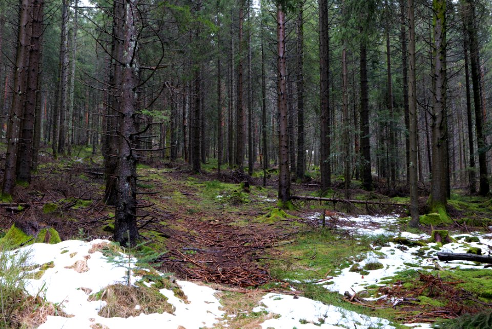 Wurzelweg Forbach 2020-03-10 04