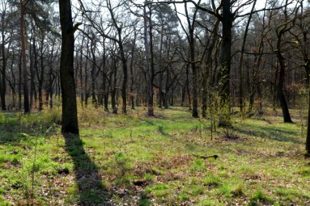 Wuhlheide forest Berlin 2021-04-20 11