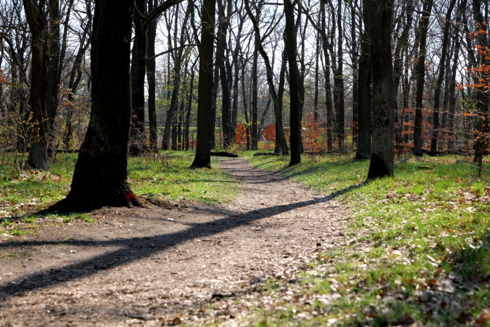 Wuhlheide forest Berlin 2021-04-20 49