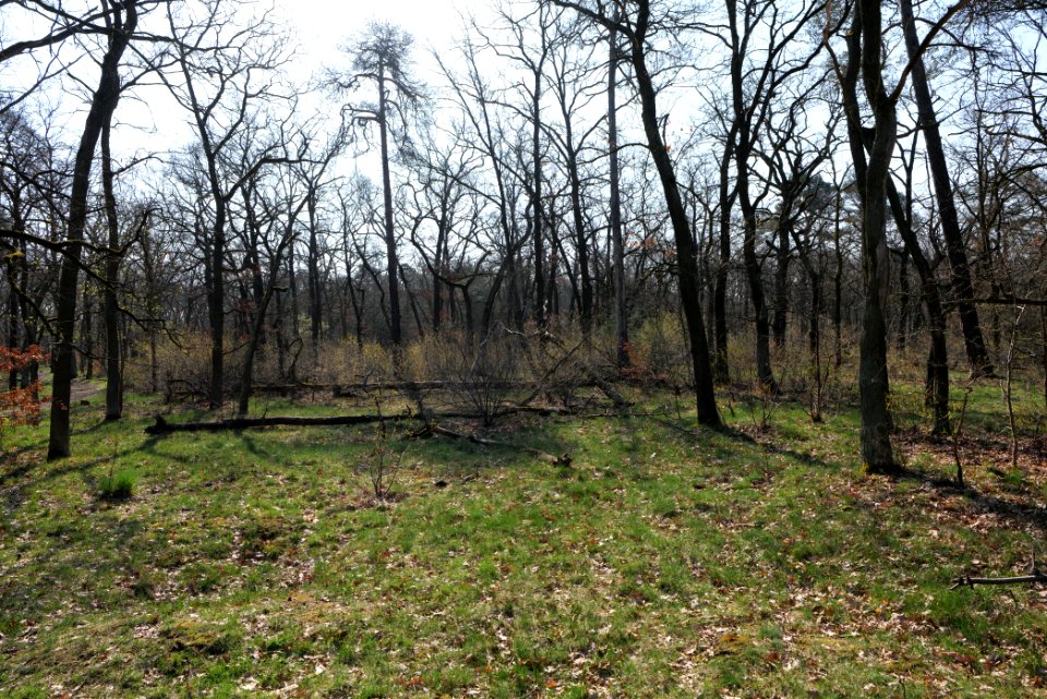 Wuhlheide forest Berlin 2021-04-20 39