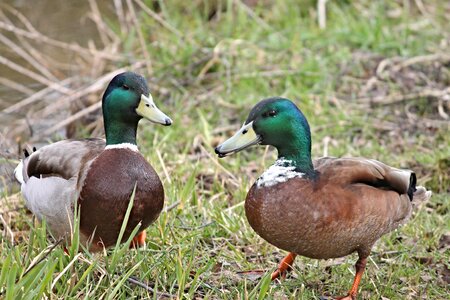 Water bird waterfowl chatter photo