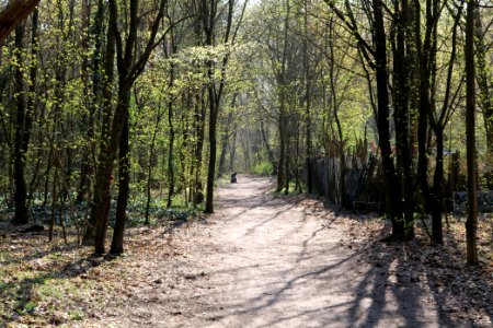 Wuhlheide forest Berlin 2021-04-20 01