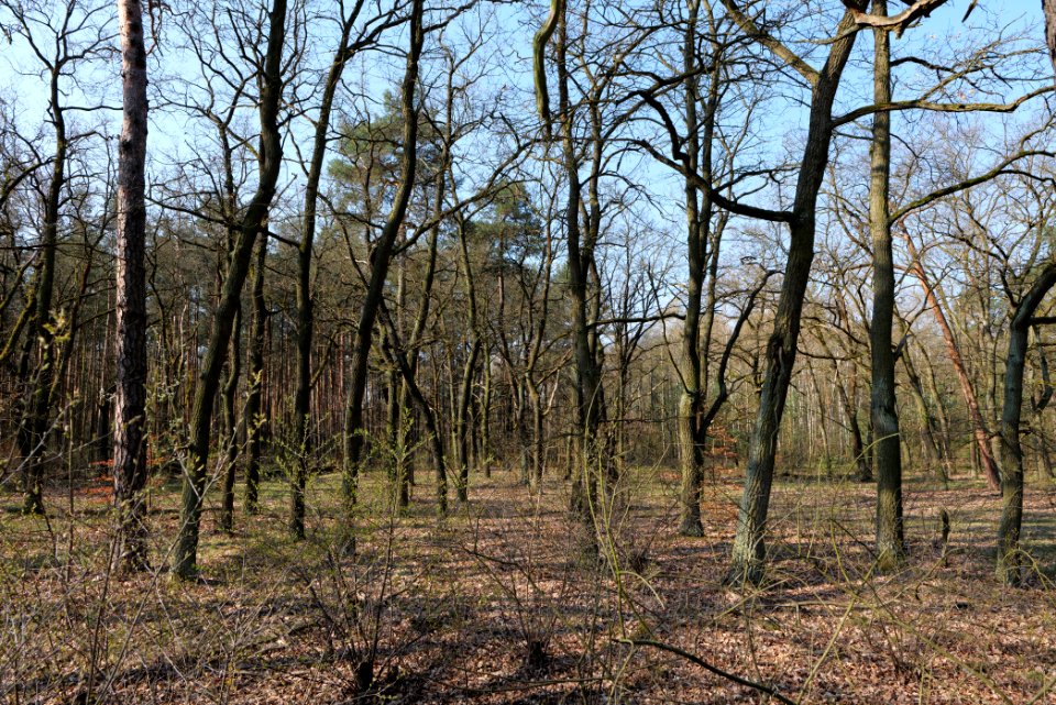 Wuhlheide forest Berlin 2021-04-20 15