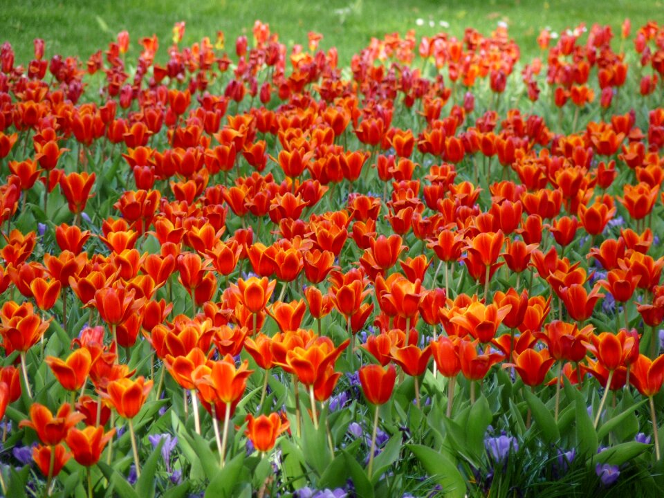 Flower spring spring flowers