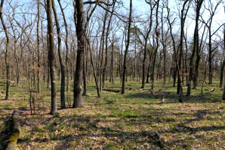 Wuhlheide forest Berlin 2021-04-20 47