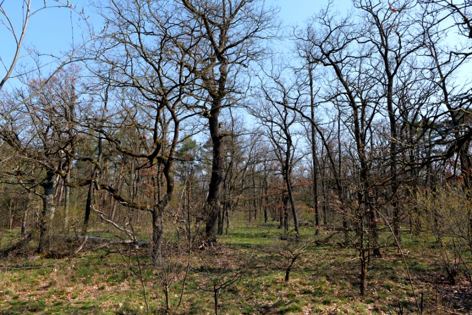 Wuhlheide forest Berlin 2021-04-20 37