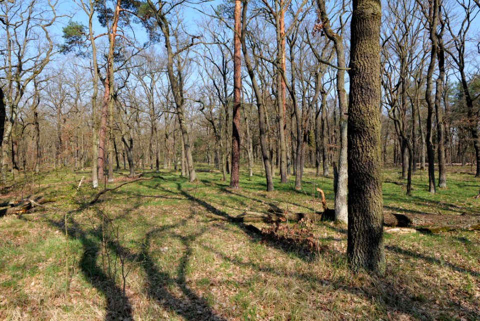 Wuhlheide forest Berlin 2021-04-20 53