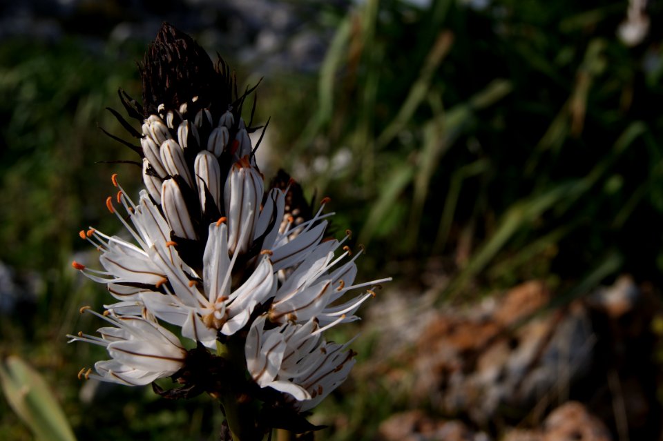 Benaocaz albinas flower