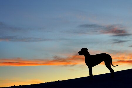 Great dane silhouette sunset photo