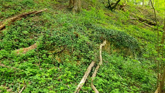 Bemelen-Koelebosgroeve (12)