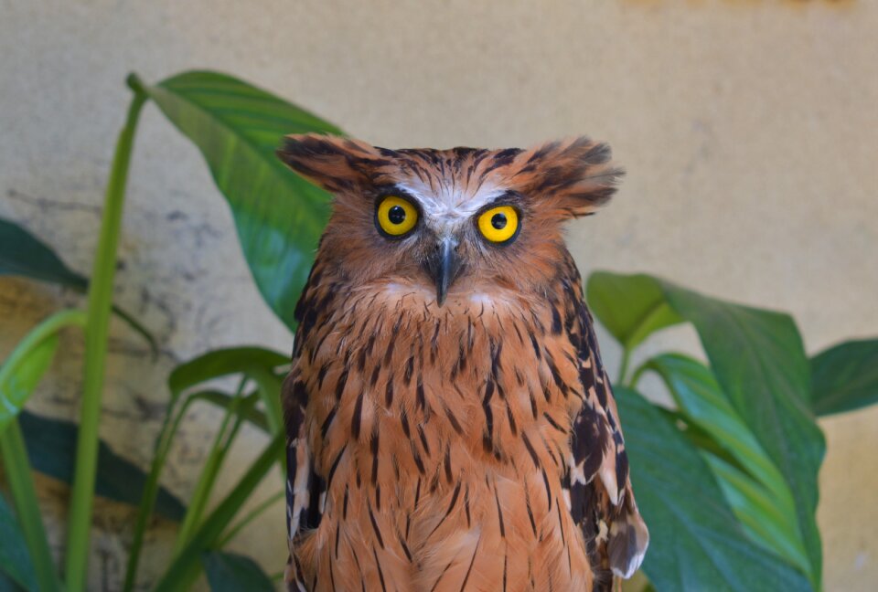 Zoo stare brown owl