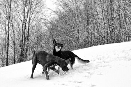 Snow two dogs great dane photo