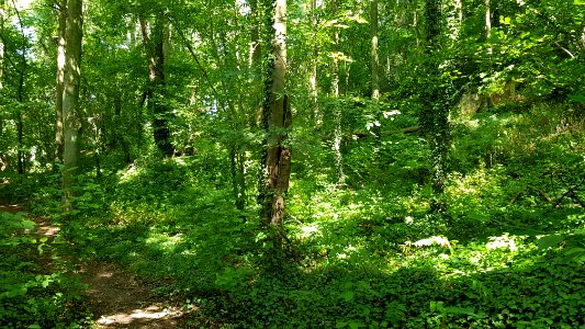 Bemelen-Bemelerbosgroeve II (9)