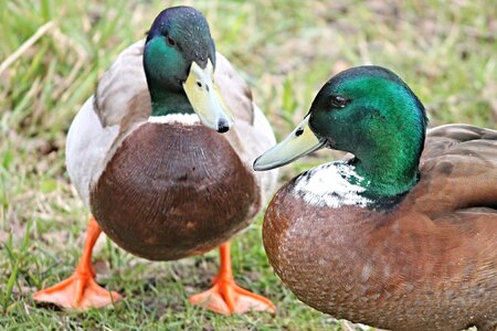 Water bird waterfowl chatter photo