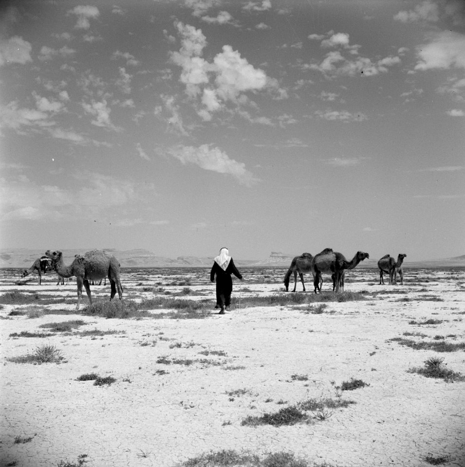 Bedoeïnen man en kamelen, Bestanddeelnr 255-6081