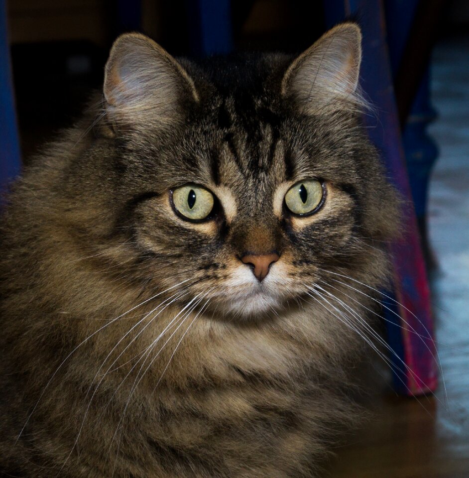 Sweet domestic cat pet