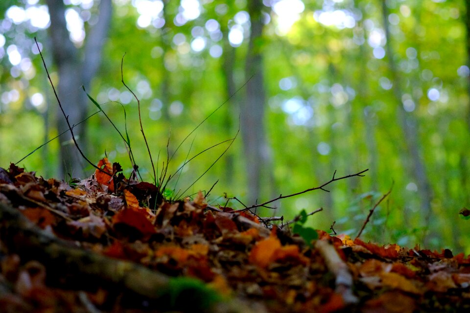 Moss autumn leaves