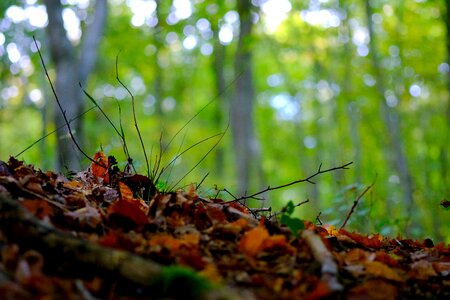 Moss autumn leaves photo