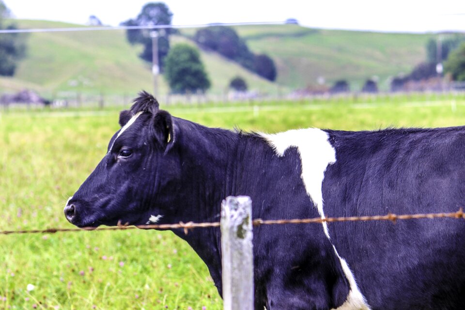 Farm fence grass