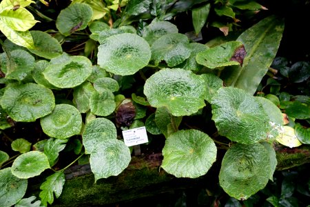 Begonia sudjanae - Flora park - Cologne, Germany - DSC00691