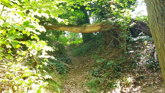 Bemelen-boom over pad in Bemelerbos