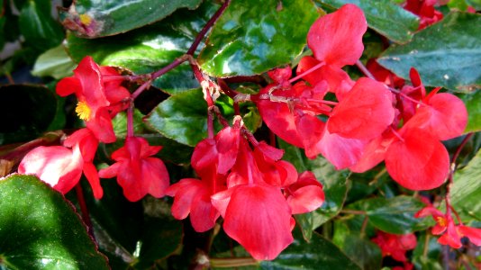 Begonia "Dragon Wing"