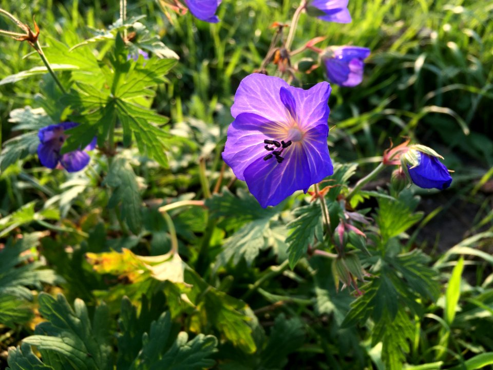 Beemdooievaarsbek (Geranium pratense)
